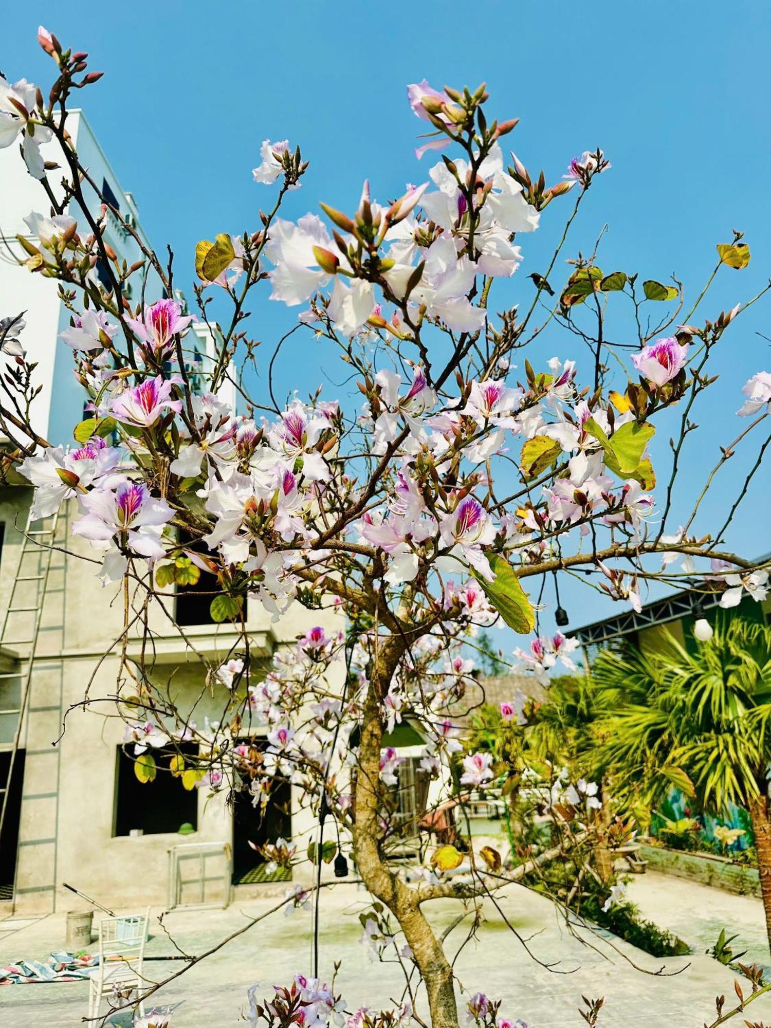Minh Chau Beach Resort Quang Ninh  Luaran gambar